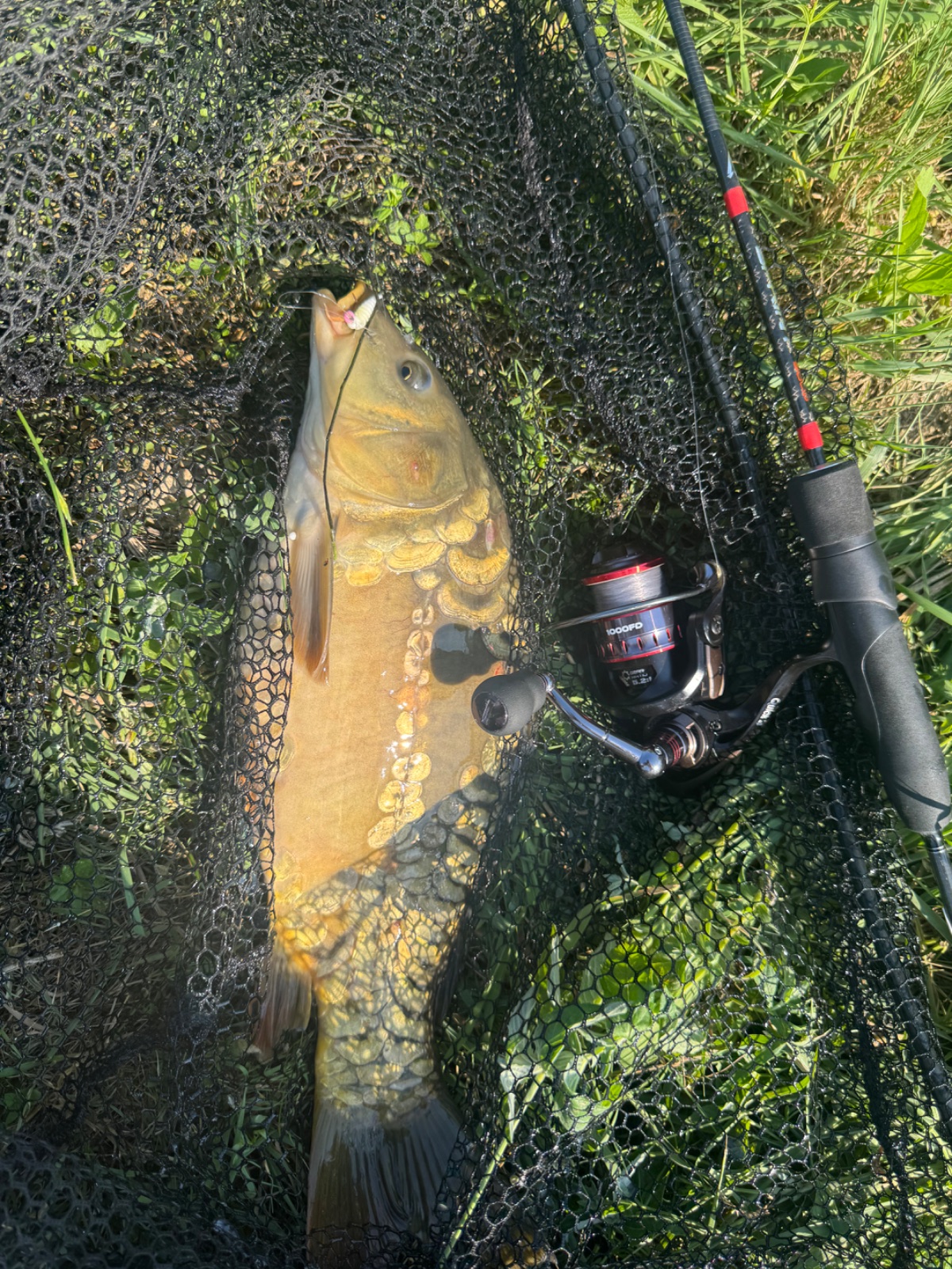 Karp na bratkobaits