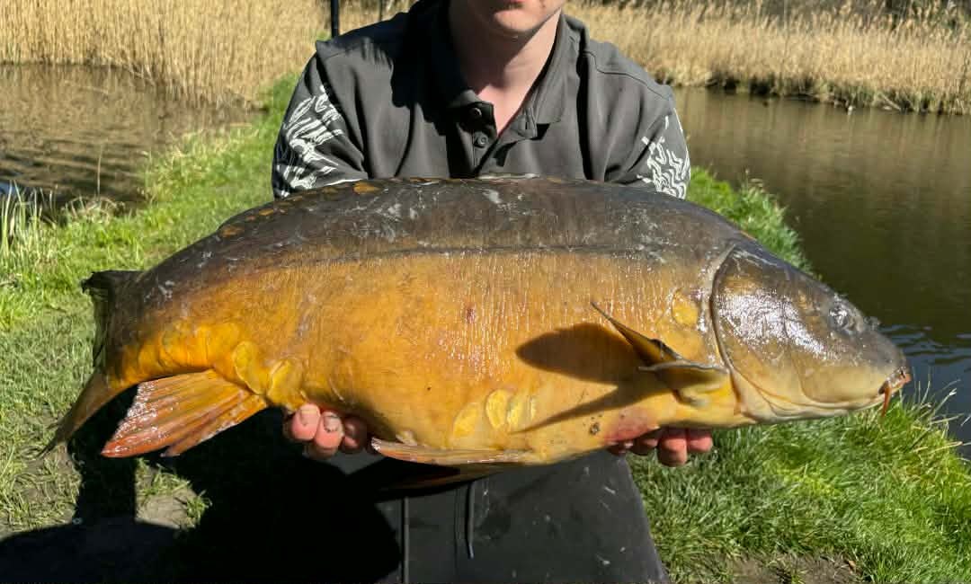Zdjęcie: 14kg karp