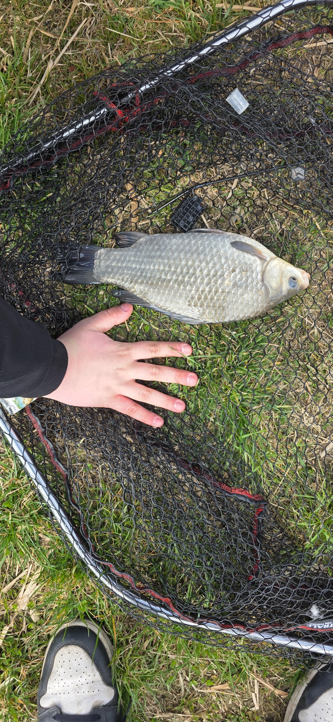 Zdjęcie: Karaś 1.5kg